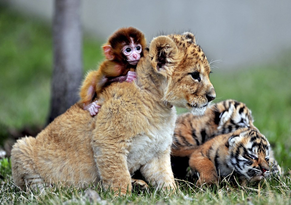  It may only be small, but this monkey has its tiger pal's back