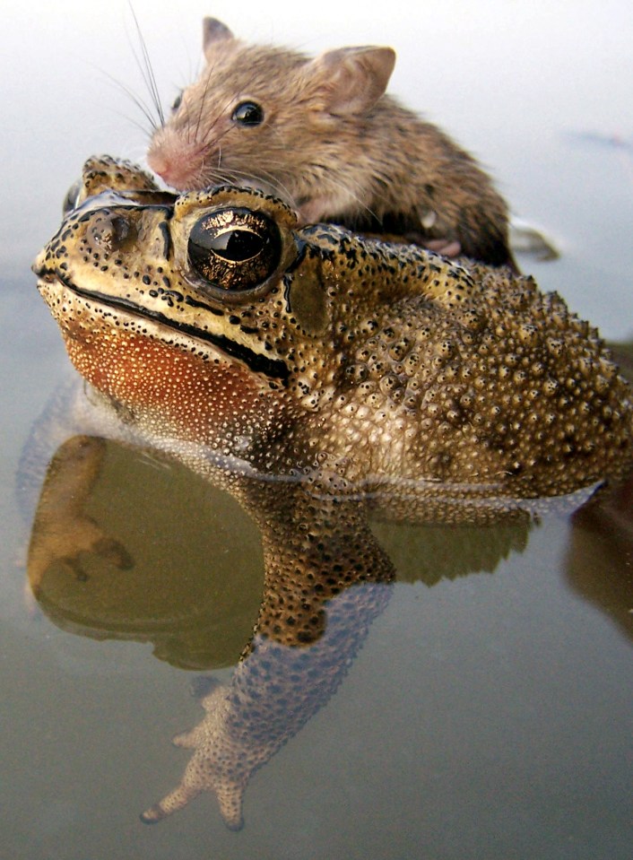  This mouse and amphibian’s relationship seems toad-ally one-sided