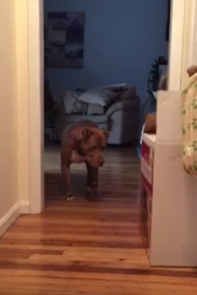 Pit Bull tiptoes past cat 