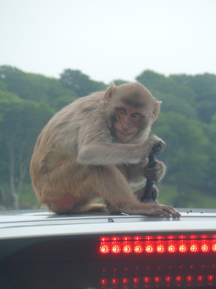  This cheeky primate was snapped at Longleat Safari Park