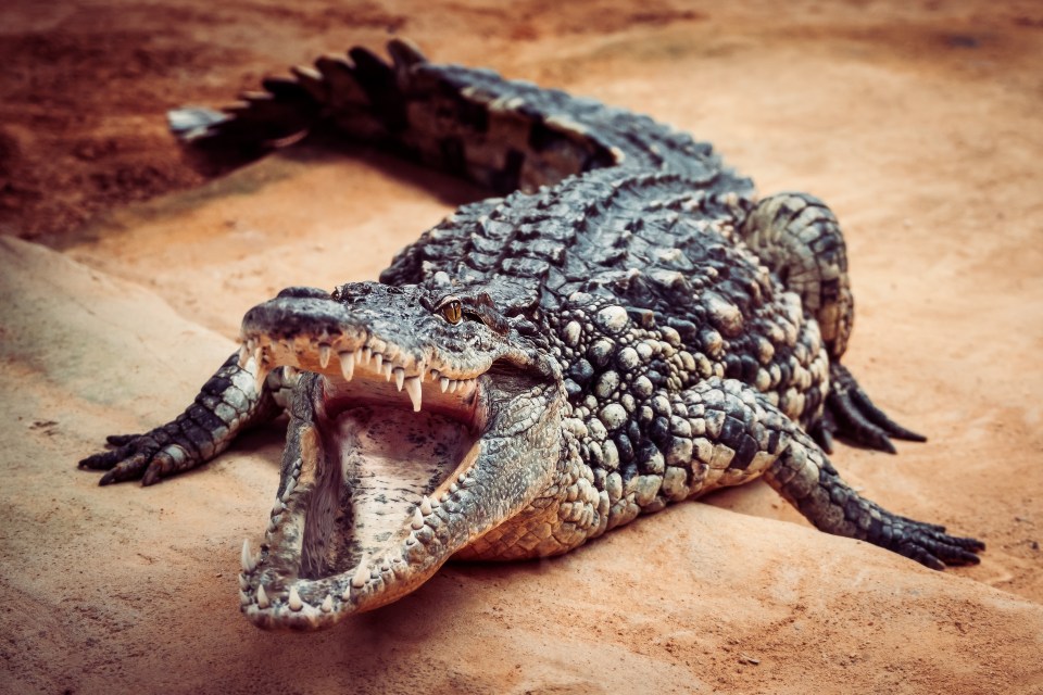 Crocodile Tree Zimbabwe Australia