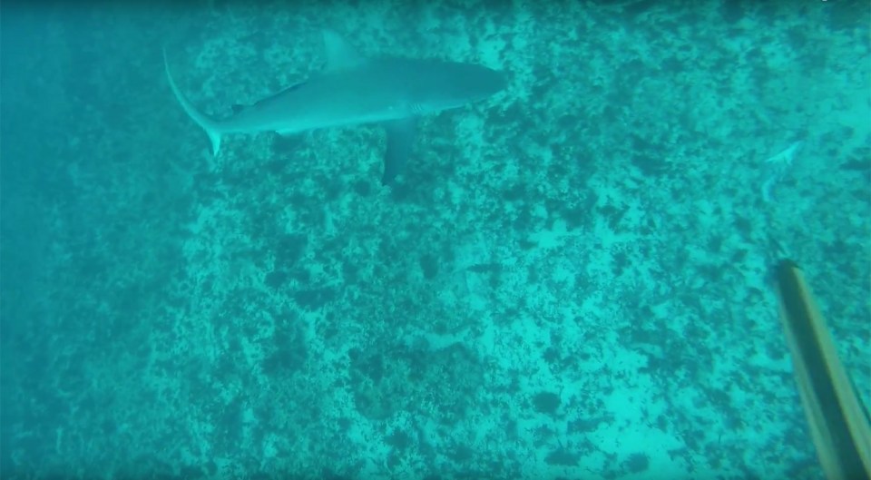 Shark Attack Australia