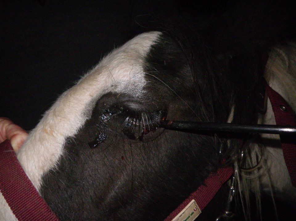  Widget the horse was found with the arrow in his eye while in a Hertfordshire field on Saturday night