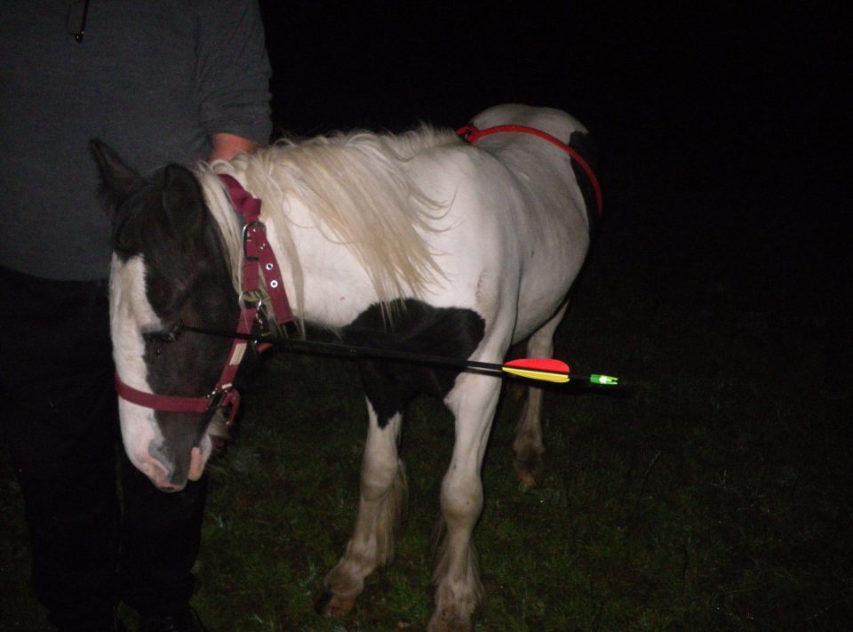 The 2.5ft arrow was found in his eye with experts saying Widget had a lucky escape