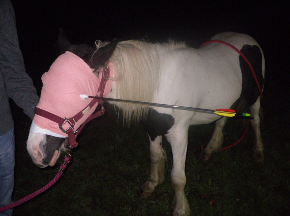 Widget had his eye bandaged up with the Royal Veterinary College now helping him on his road to recovery