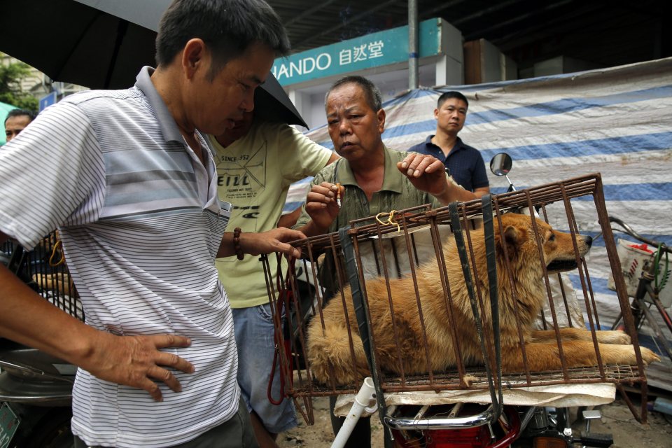 Yulin Dog Festival