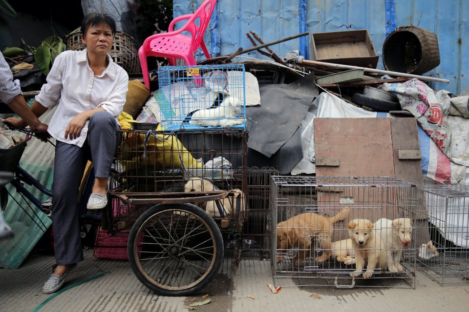 Yulin Dog Festival