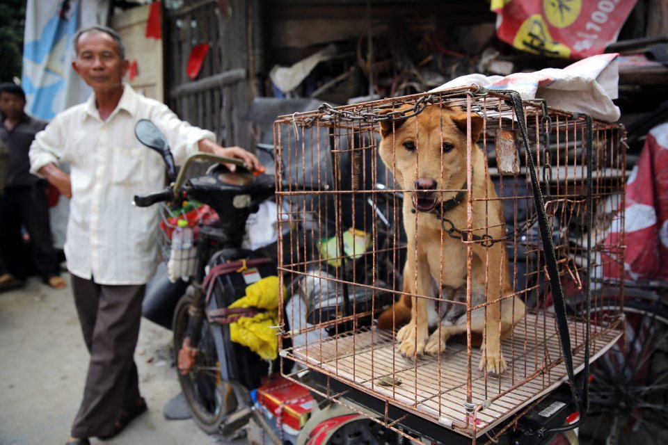 Yulin Dog Festival