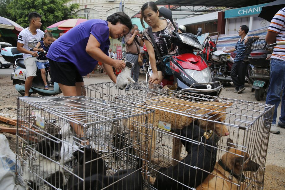 Yulin Dog Festival