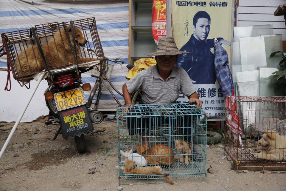 Yulin Dog Festival