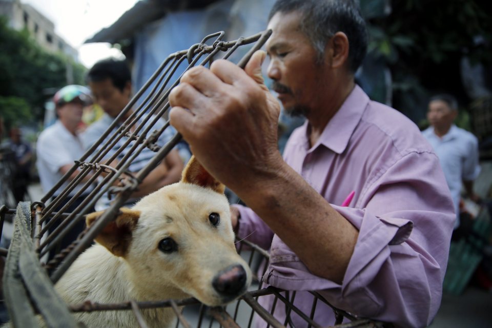 Yulin Dog Festival