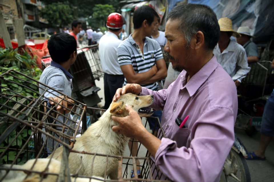 Yulin Dog Festival