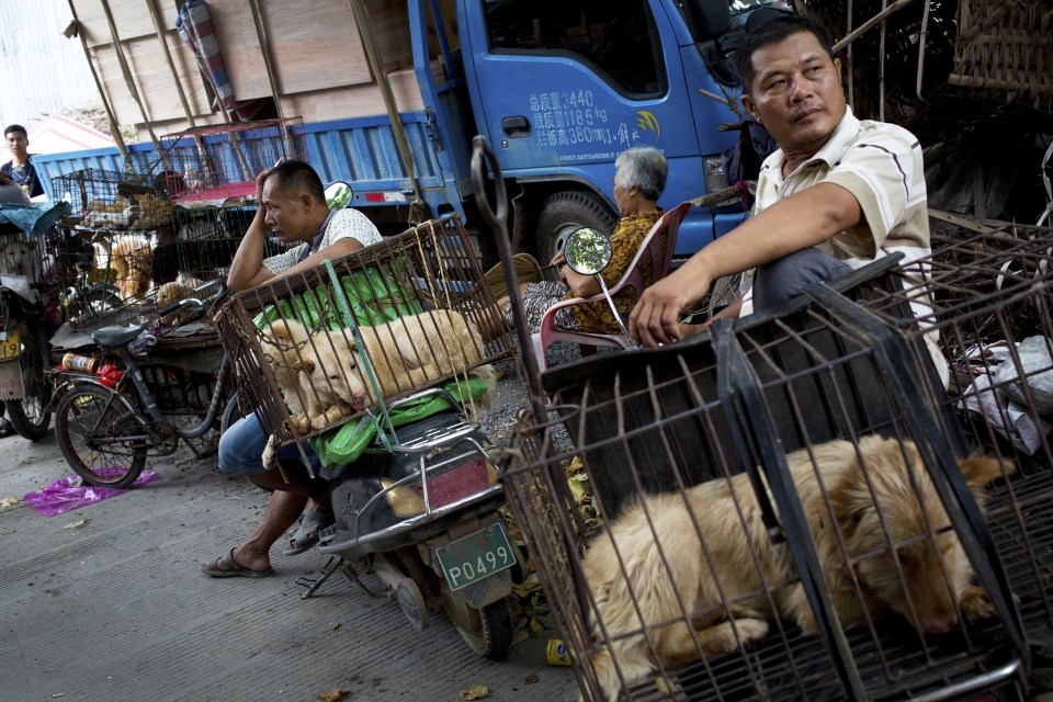 Yulin Dog Festival