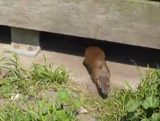  Locals have spotted the rats running across the street at night