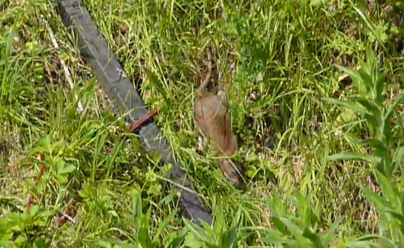  Residents are scared to take out rubbish as the rats jump out at them