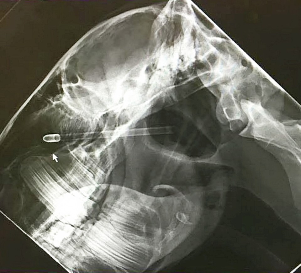 The xray of Widgets head shows the arrow go straight through the nasal cavity