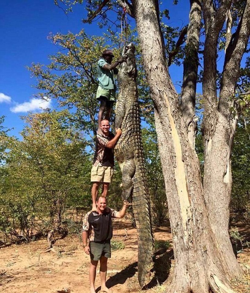 Crocodile Tree Zimbabwe Australia