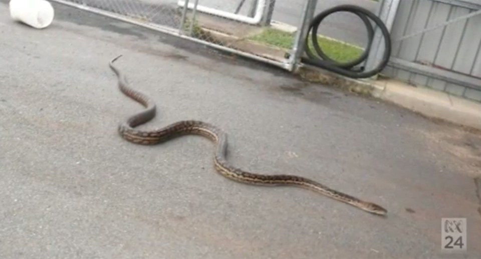 Python Snake Australia Queensland