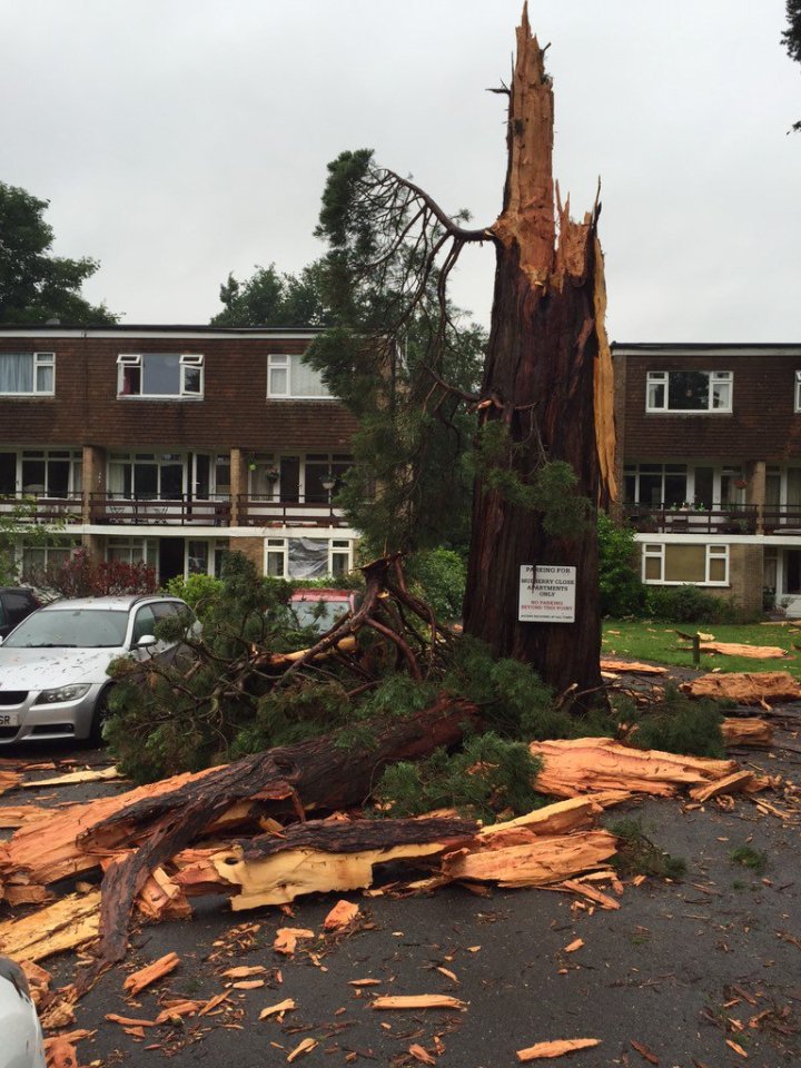  A tree is obliterated by storms in Horsham, West Sussex