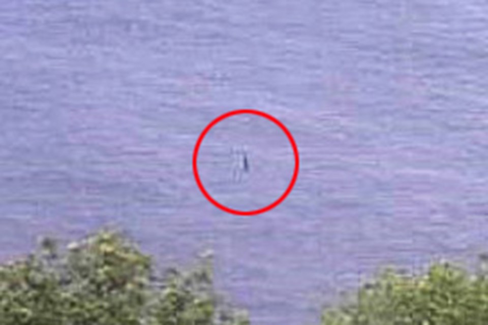  Could this be Nessie's neck and head popping out the water?