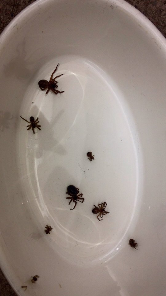  The spiders found at the home of Toni Trevillion in Harlow