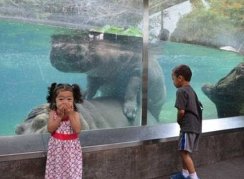 Making a splash... these romping hippos ruined one tot's day out