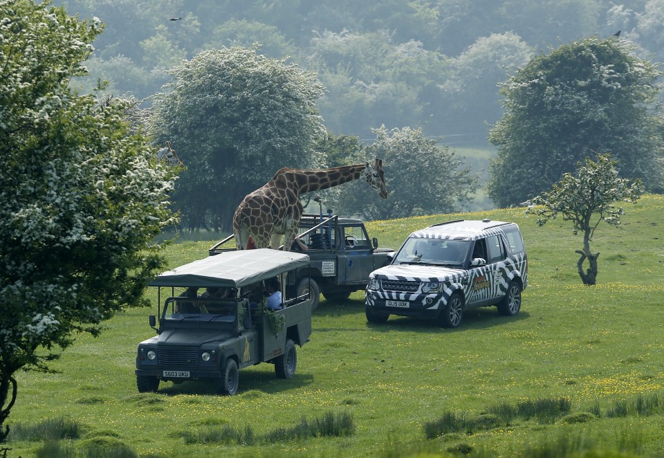 The safari ride took place in Kent 