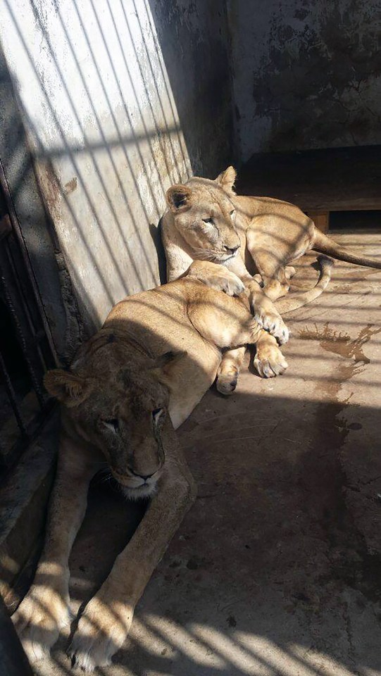 Yemen Zoo