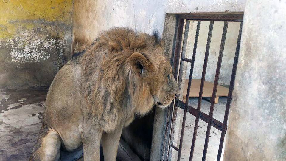 Yemen zoo