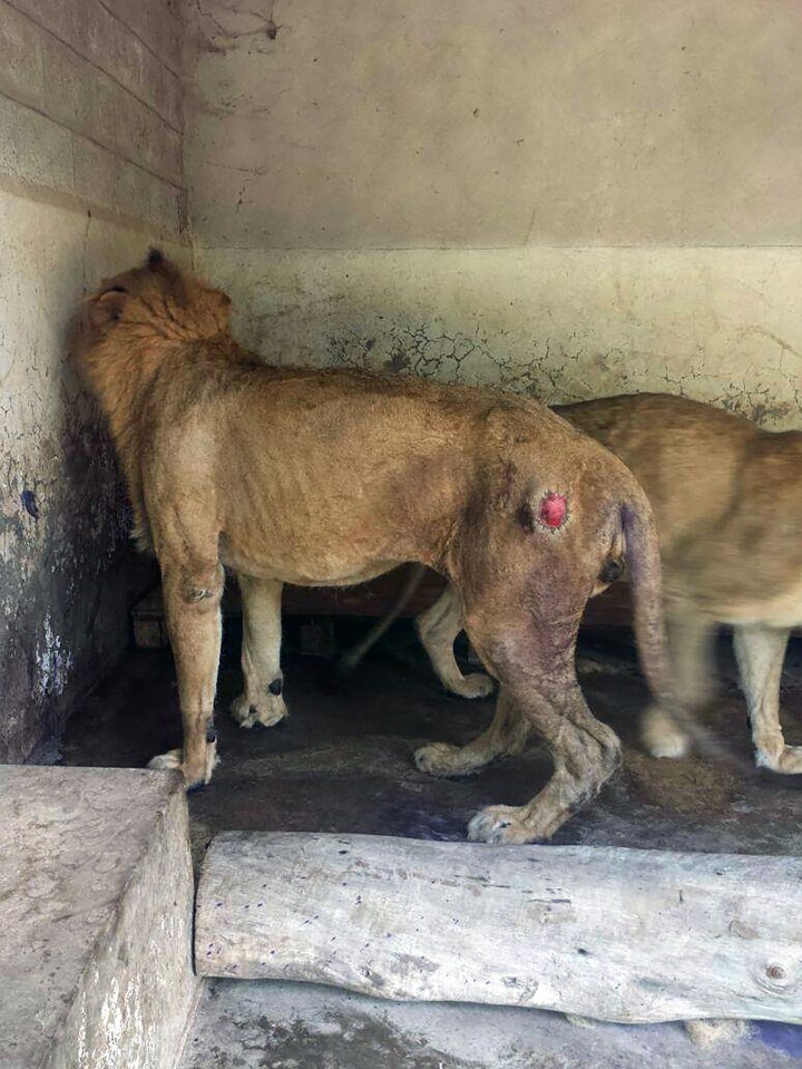 Yemen zoo