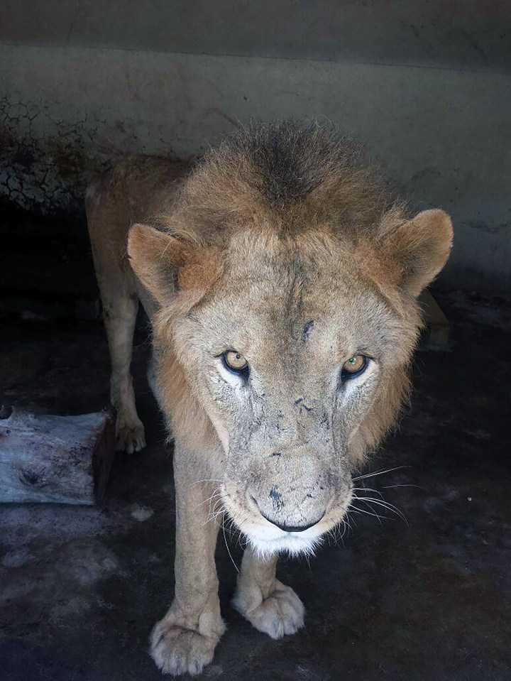 Yemen Zoo