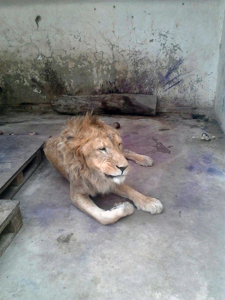 Yemen zoo