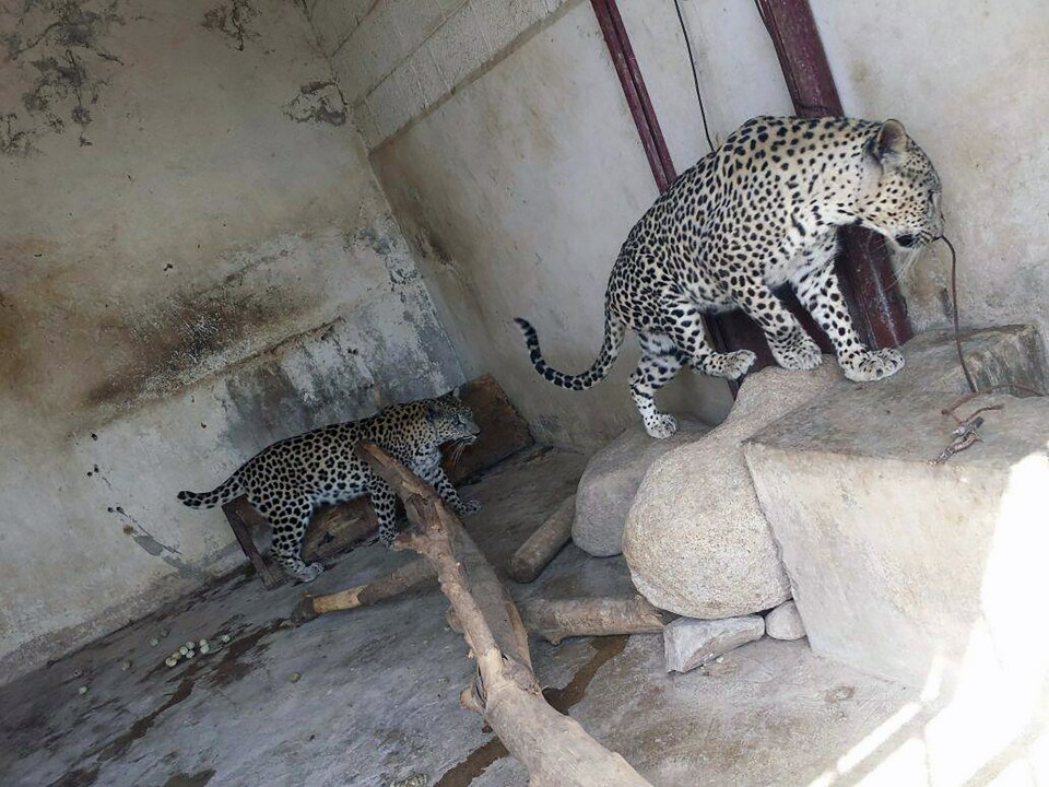 Yemen zoo