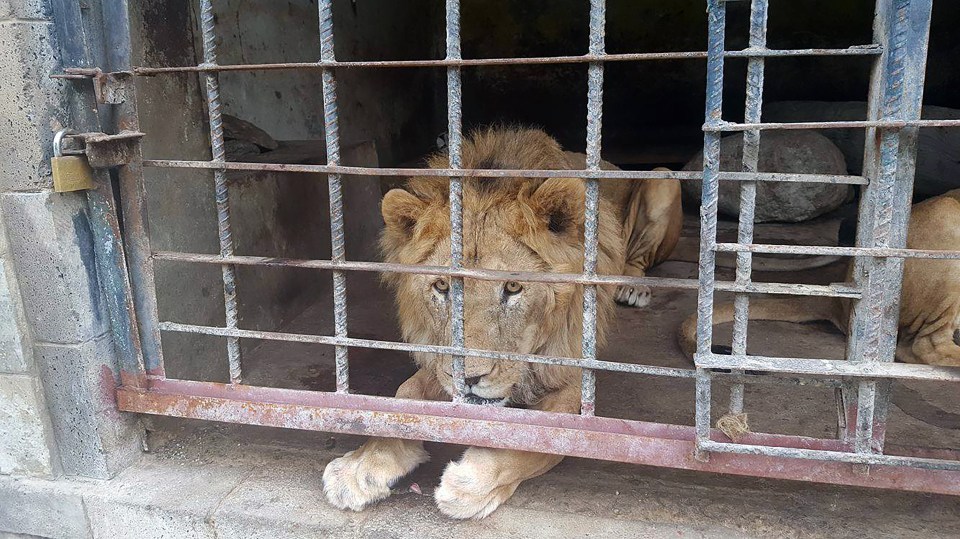 Yemen zoo