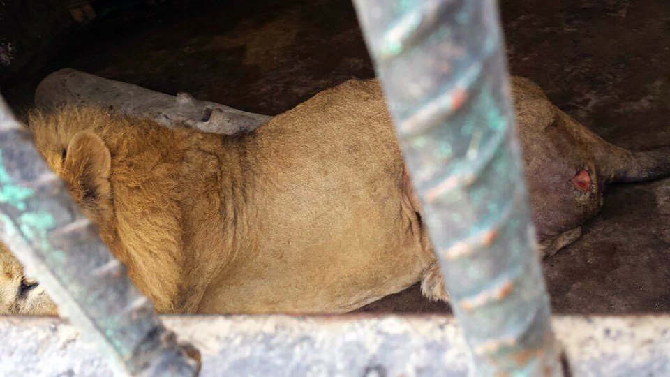 Yemen zoo