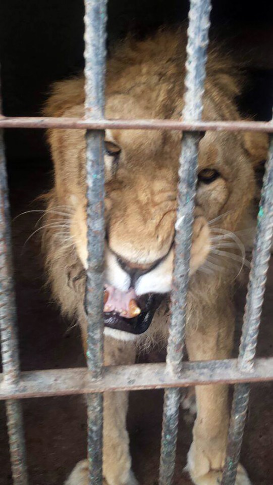 Yemen zoo