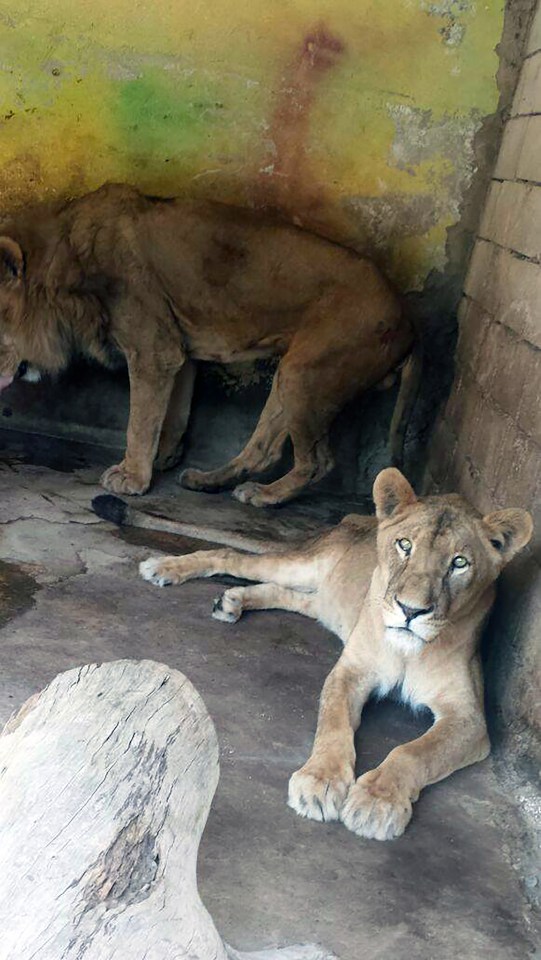 Yemen zoo