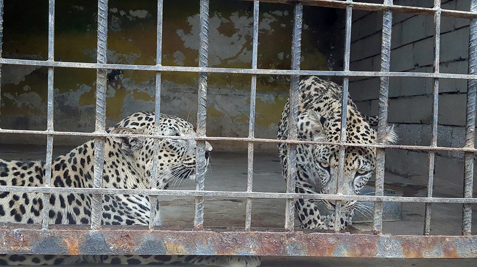 Yemen Zoo