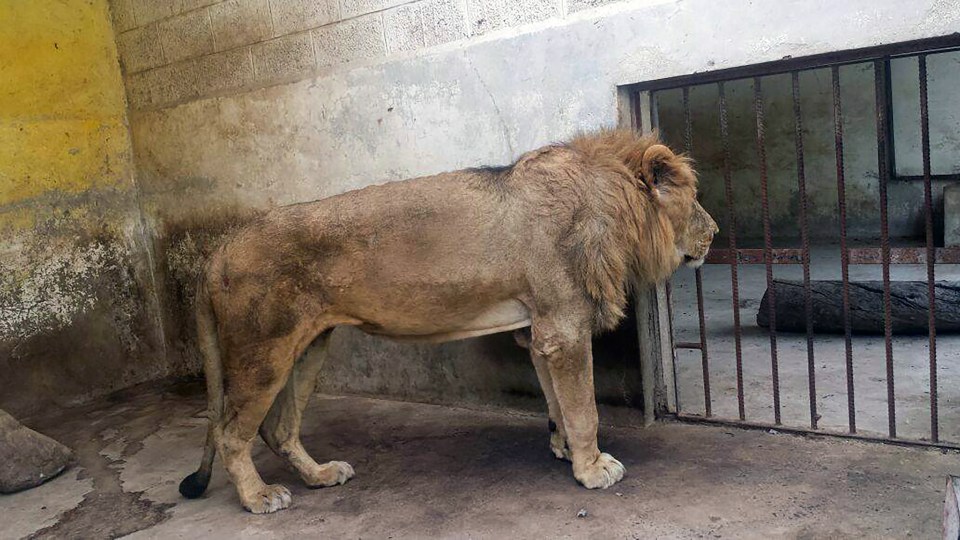 Yemen zoo