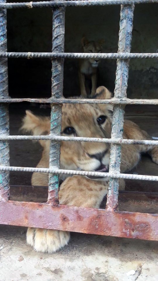 Yemen Zoo