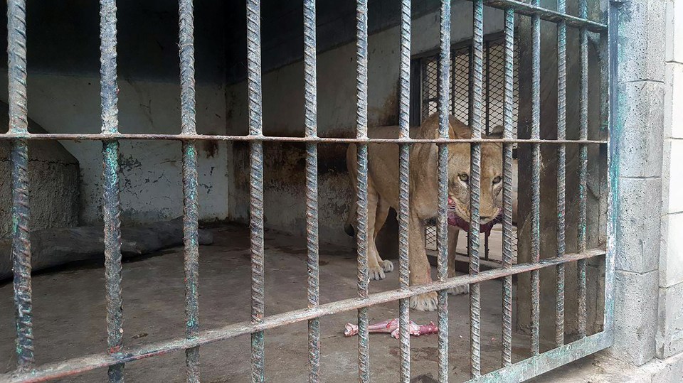 Yemen zoo