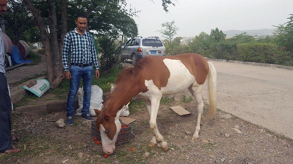 Yemen zoo