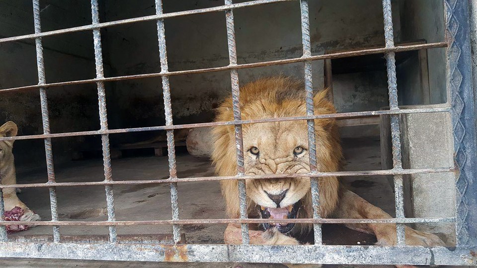 Yemen Zoo