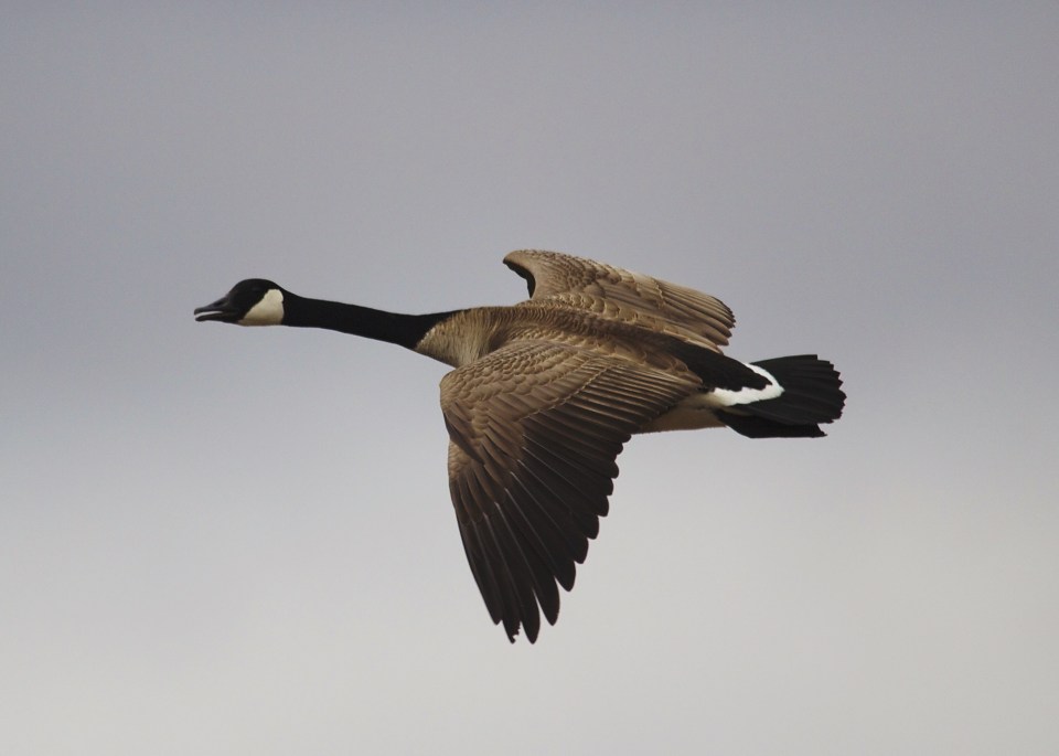 Goose car crash