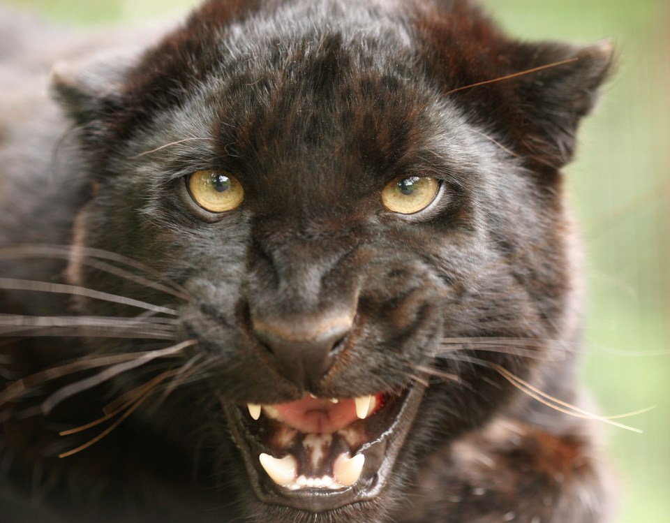 The black panther was apparently seen trying to chase deer through Greater Manchester