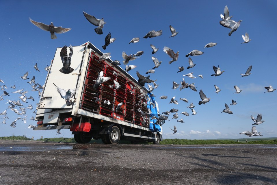  Kelly cheated in a bid to retain his pigeon racing crown