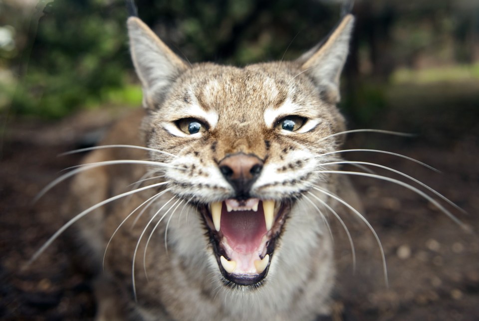 Parents have been warned to watch out for an escaped lynx roaming the Devon countryside