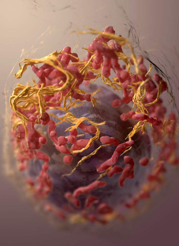 3D structure of a melanoma cell