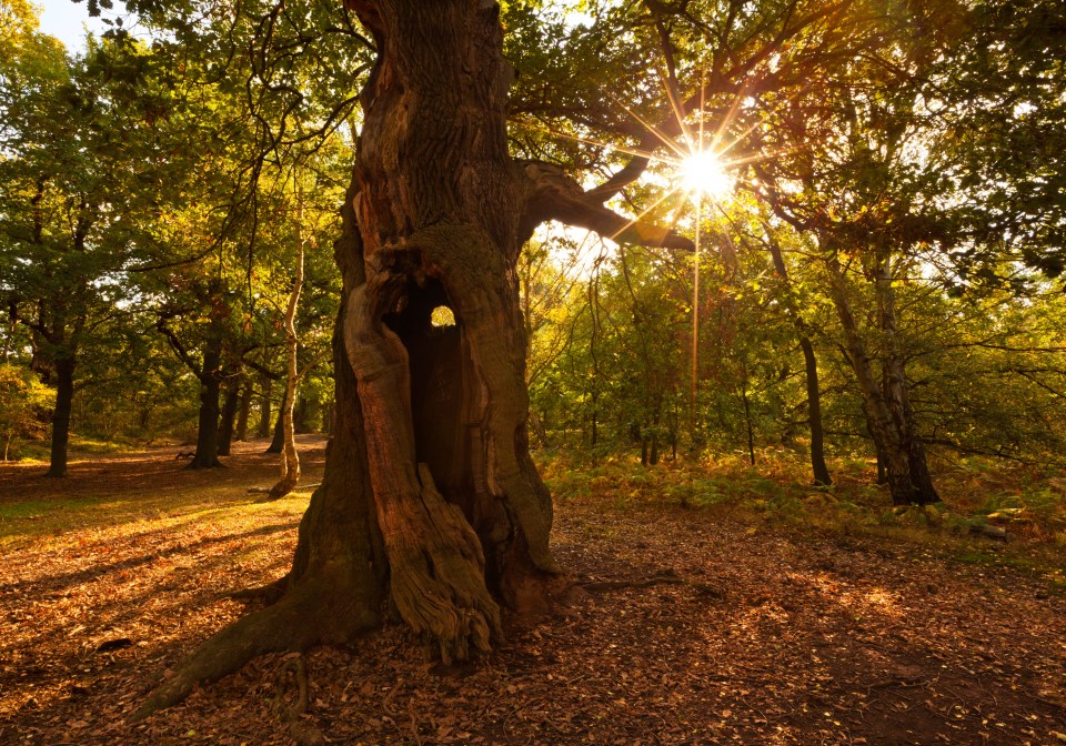  Lawyers say he wants to "live happily ever after in Sherwood Forest"