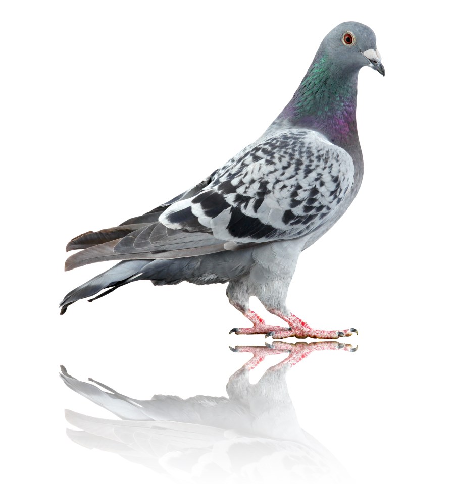 Pigeon